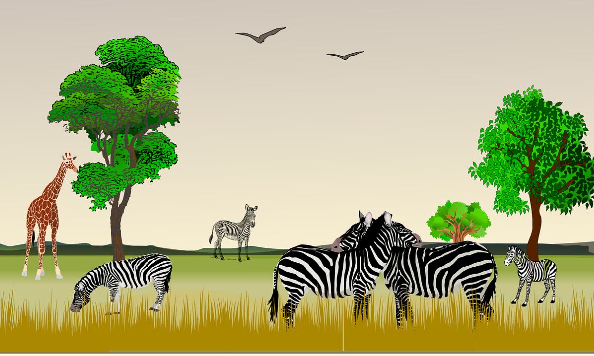 Best Zebra Riddles with answers
