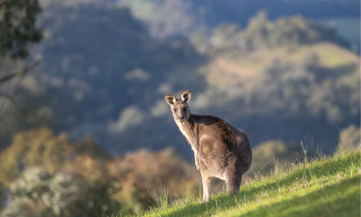 Kangaroo Riddles With Answers