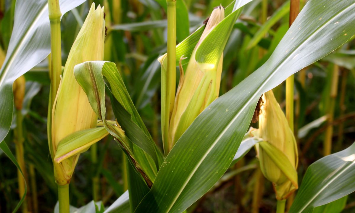 Close-up of corn plant with yellow corn cobs.