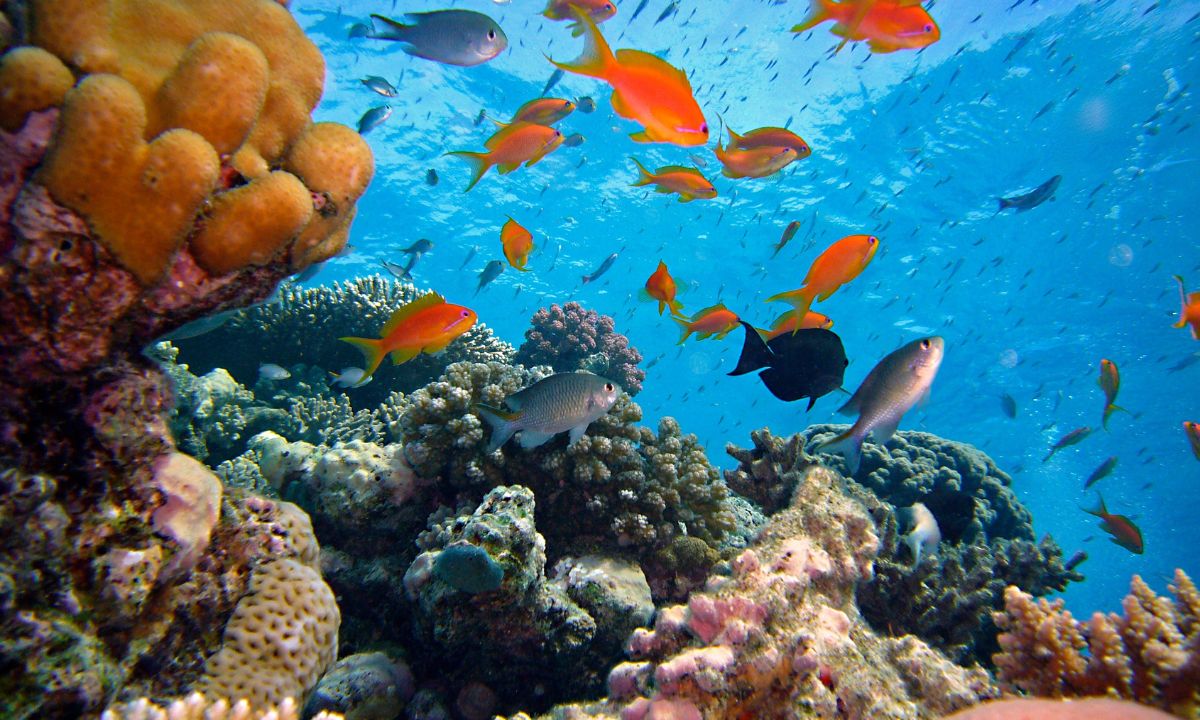 Creature riddles: A group of colorful fish swimming in a coral reef, can you name them?