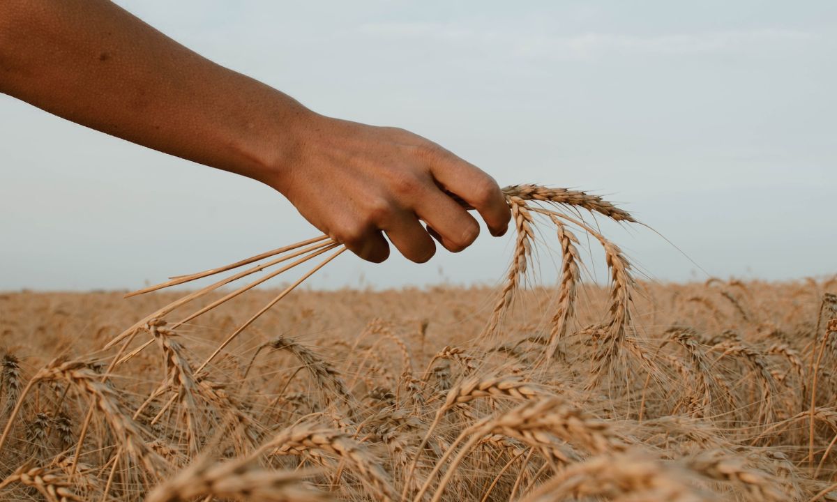 An image of person holding stack of wheat that is used for grain riddles