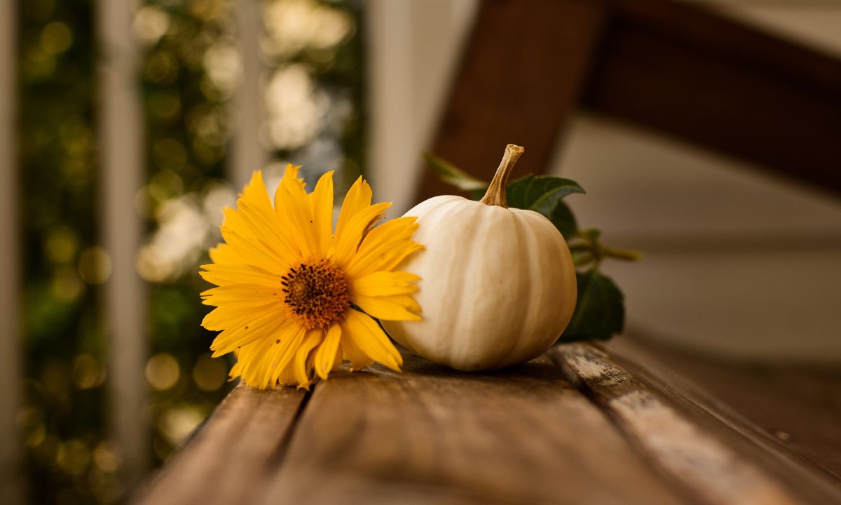 White pumpkin and yellow flower on wooden table